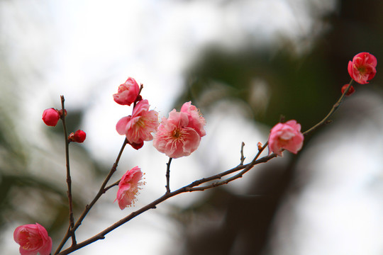 紅梅 梅花