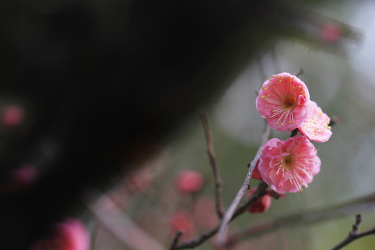 梅花 花卉