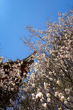藍(lán)天重檐梅花