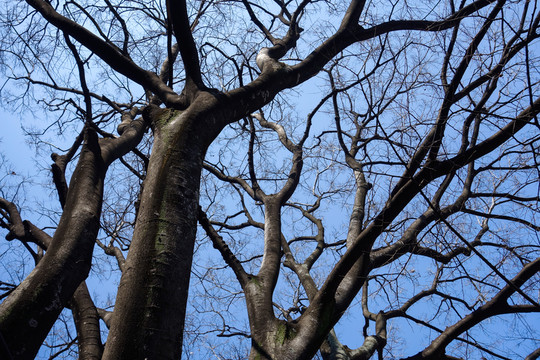 樹枝