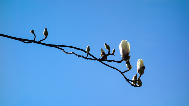 玉蘭花枝