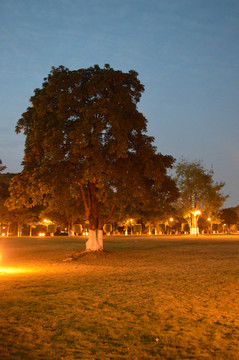 公園草地夜景