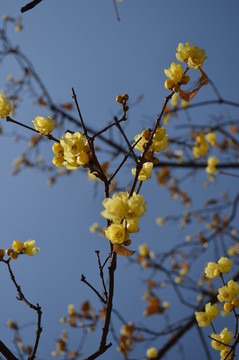 臘梅花開