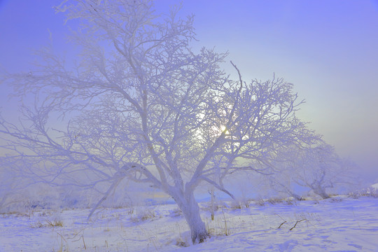 中國雪鄉(xiāng)