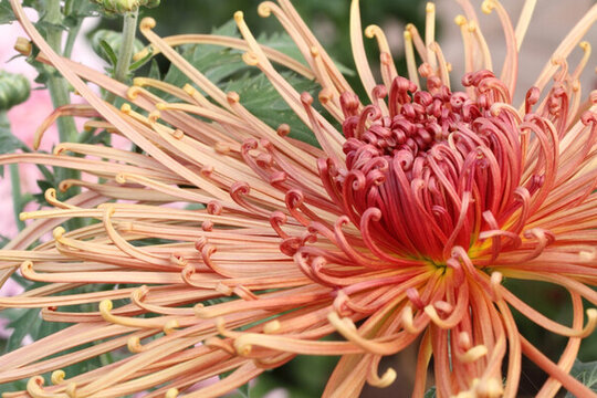 菊花 花卉