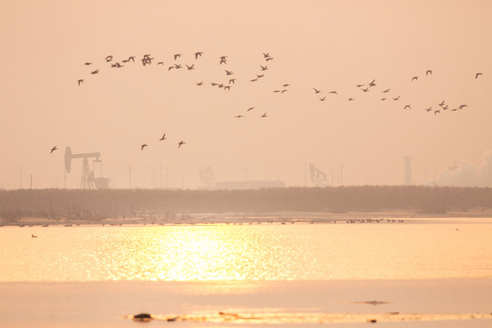 濕地油田夕陽