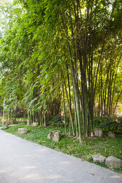 竹林小路