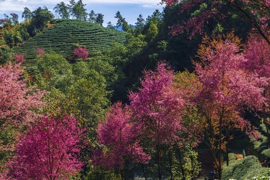 南澗無量山茶園