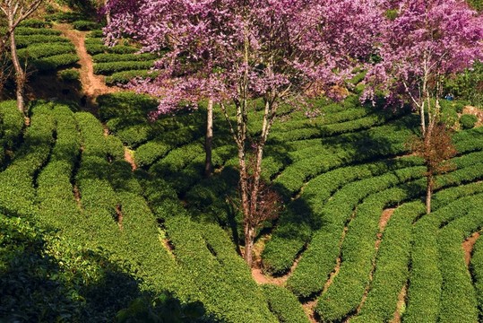 南澗無量山櫻花