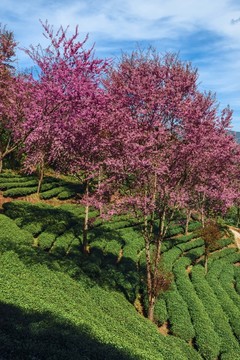 南澗無(wú)量山茶園