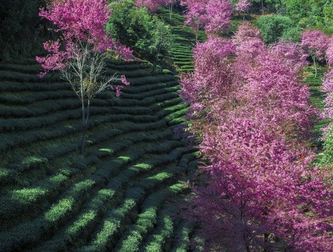 南澗無量山茶園
