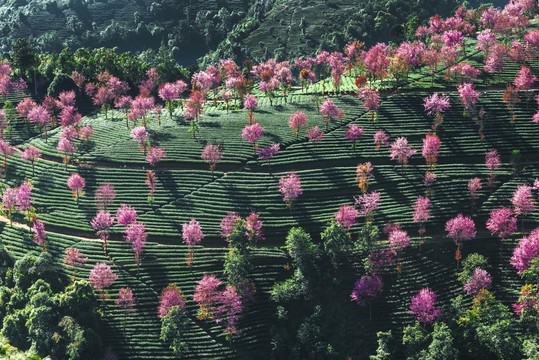南澗無(wú)量山櫻花谷