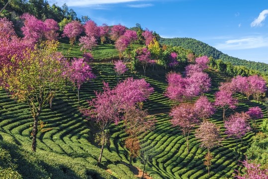 南澗無量山茶園