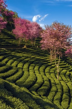 南澗無量山茶園