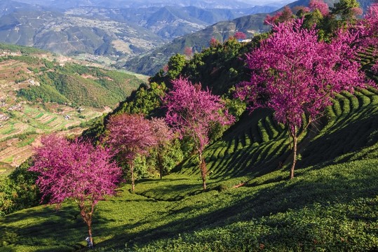 南澗無量山茶園