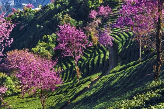 南澗無量山茶園