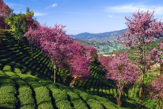 南澗無量山茶園
