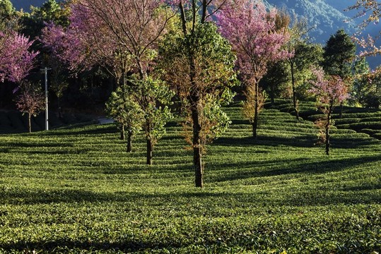 南澗無(wú)量山茶園