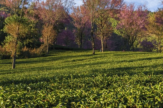 南澗無量山茶園