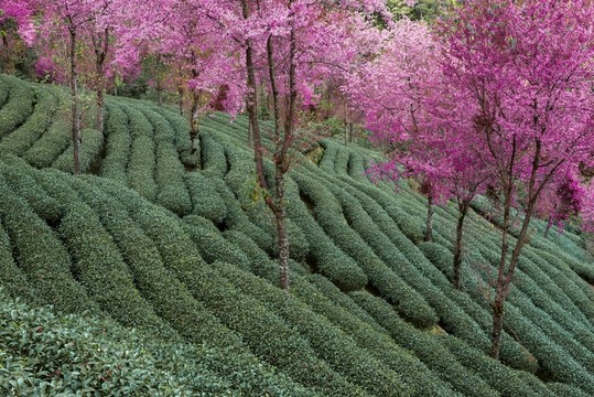 南澗無量山茶園
