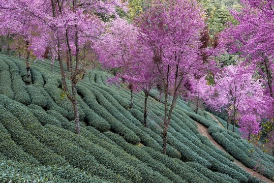 南澗無量山茶園