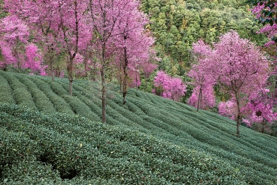 南澗無(wú)量山茶園