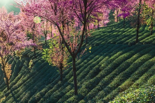 南澗無量山茶園