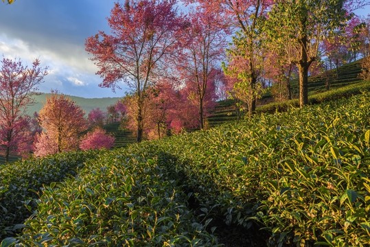 南澗無量山茶園