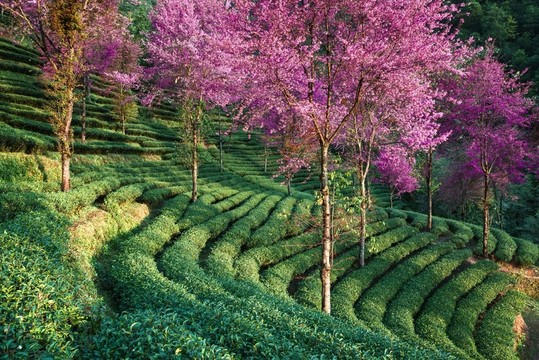 南澗無(wú)量山茶園
