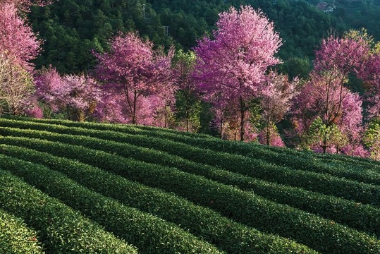 南澗無量山茶園