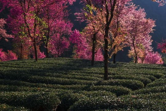 南澗無量山茶園