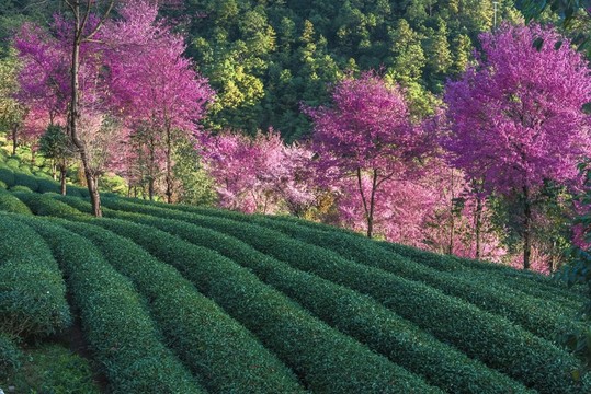 南澗無(wú)量山櫻花