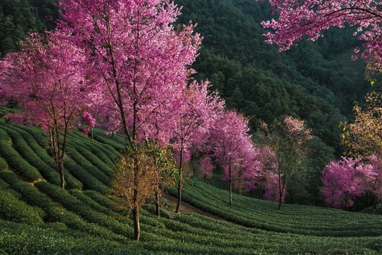 南澗無(wú)量山櫻花