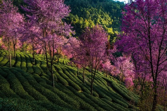 南澗無量山櫻花