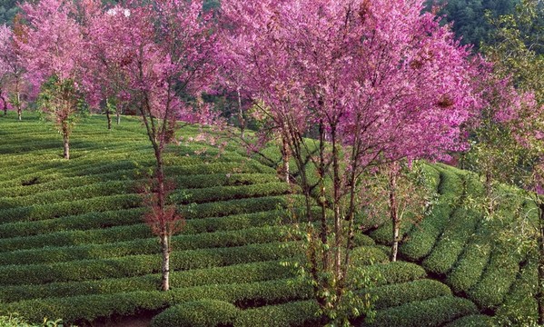 南澗無量山茶園