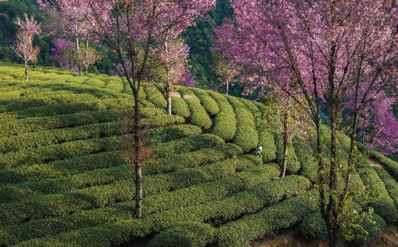 南澗無量山茶園