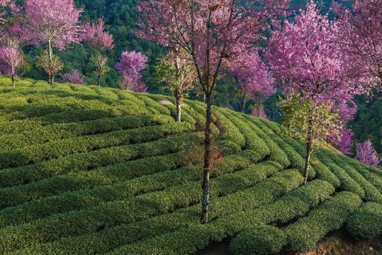 南澗無(wú)量山茶園