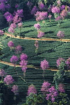 南澗無量山櫻花
