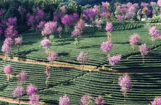 南澗無(wú)量山櫻花