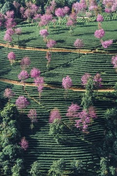 南澗無量山櫻花