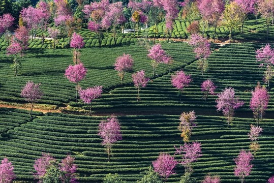 南澗無量山櫻花