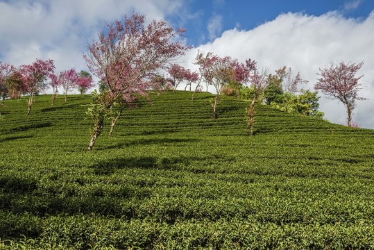 南澗無量山茶園