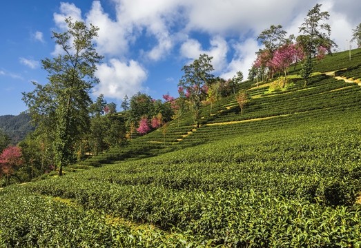 南澗無量山茶園