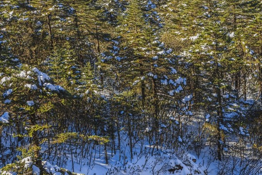 祿勸轎子雪山森林