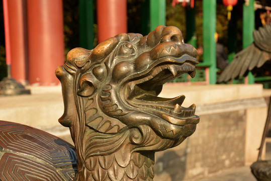 龍龜頭