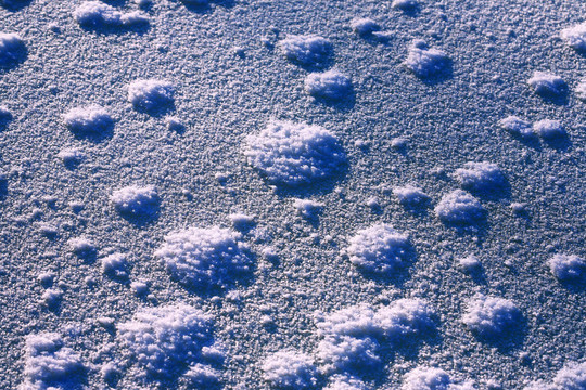 雪野冰花