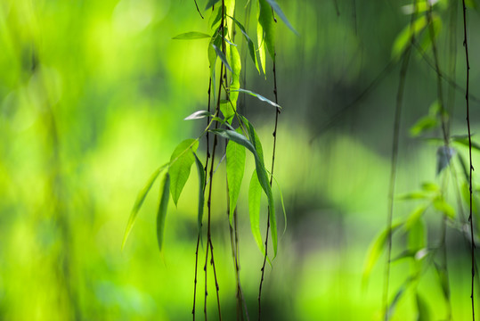 柳葉
