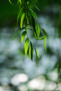 柳條