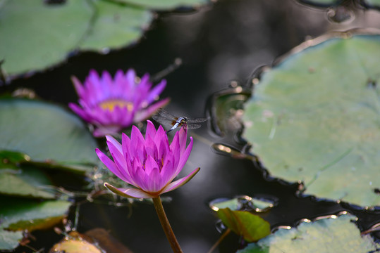 蓮花蜻蜓