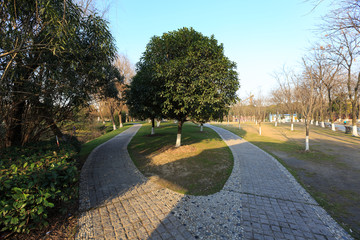林中小路